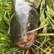 ボウズに髭の画像