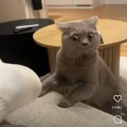 は