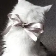 ルルの画像