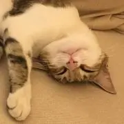 ジンジャー♡の画像