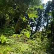 ミッチー