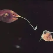 しょの