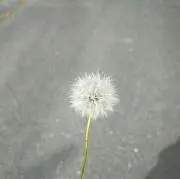 わたげの画像