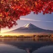 momoの画像