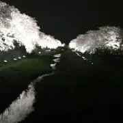 サナサナ