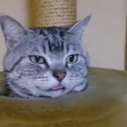 にくちんの画像