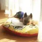 るるるんの画像