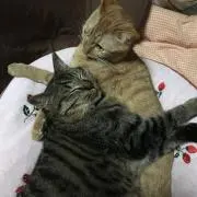 タルココ