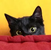 くろすけの画像