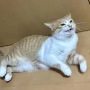 askaの画像