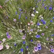 いろはの画像