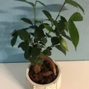 nicoの画像