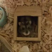ピカチュウ
