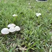 しおりん