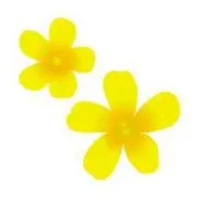 菜の花