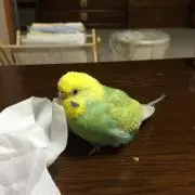 ゆっちゃん