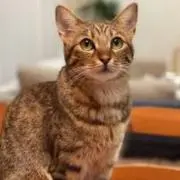 NECOの画像