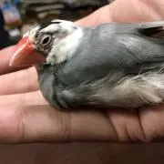 Kの画像