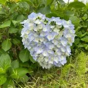 ゆずの画像