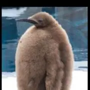 トミーの画像