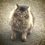 ねこの画像