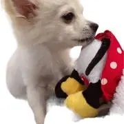 まぁちゃんの画像