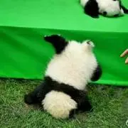 ドリアの画像