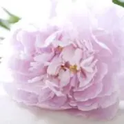 6/7まで発送お休みしますの画像