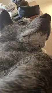 うるかの画像