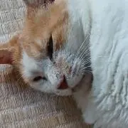 チャトラ