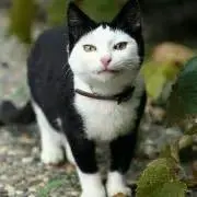 やまねこの画像