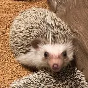 ココア