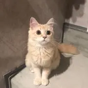 Kiko
