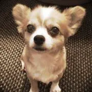 マジョコ ❤️お手頃価格ハンドメイド❤️の画像