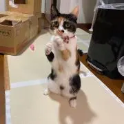 ギズモの画像