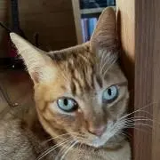 さっさん
