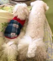 いぬべの画像
