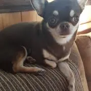 タバコの画像
