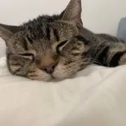 シャビの画像