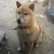 よっちゃろすけ☺︎の画像
