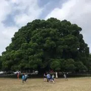 sungaku