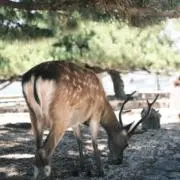 でぃあの画像