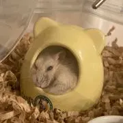 ⭐︎モモ⭐︎の画像