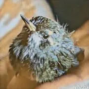 はちどりの画像