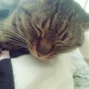 ゆる