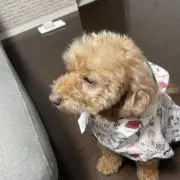 びーちゃん