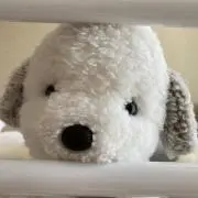はるちゃんの画像