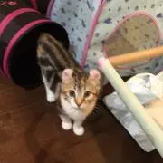 猫まみれ