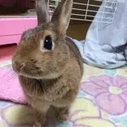 あや　プロフ必読の画像