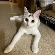 もっこす